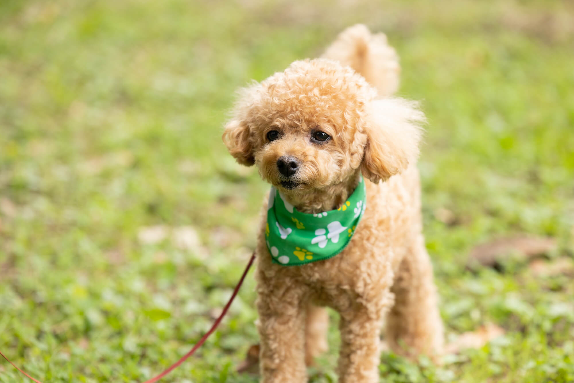おしゃれな犬用リードを選ぶときのポイント